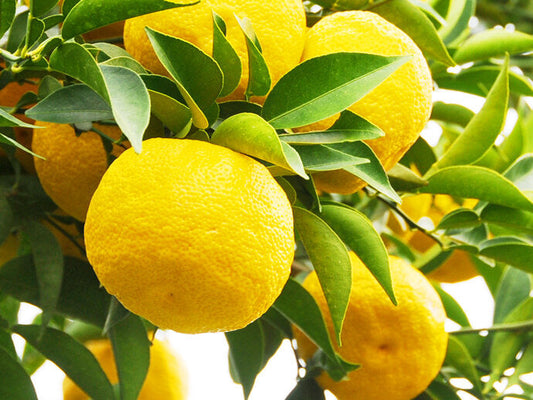 2021 Fresh Yuzu Harvest