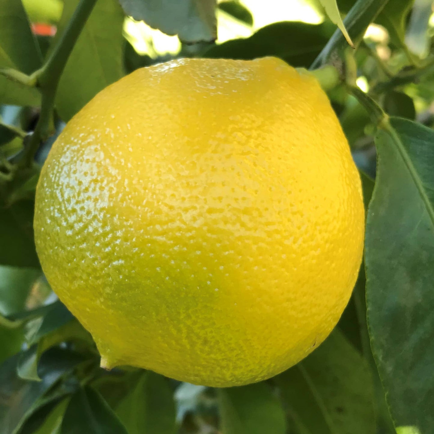 Fresh Bergamot