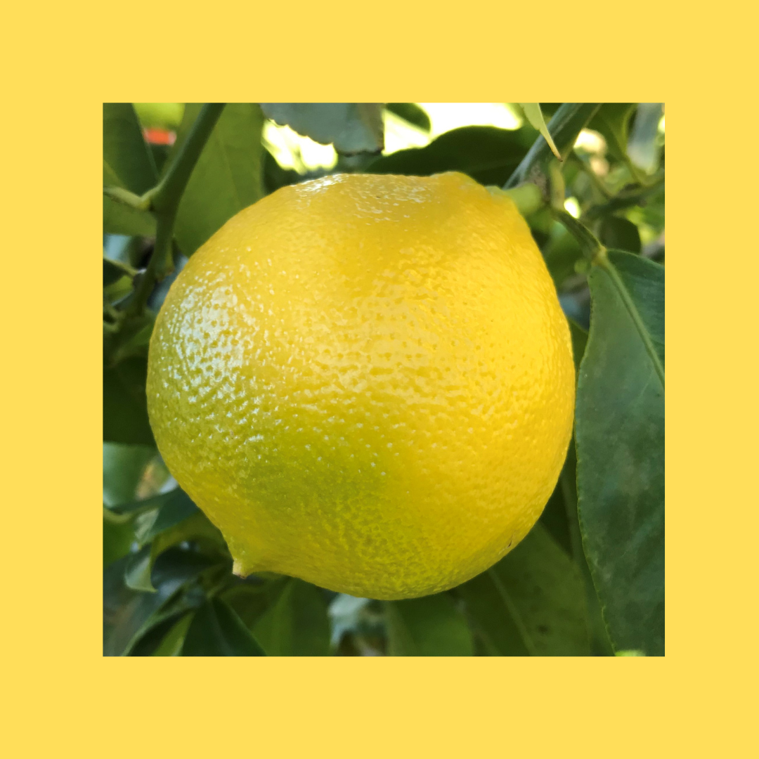 Fresh Bergamot