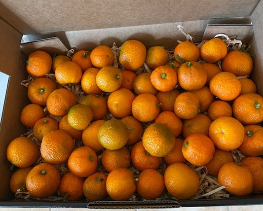 Fresh Chinotto