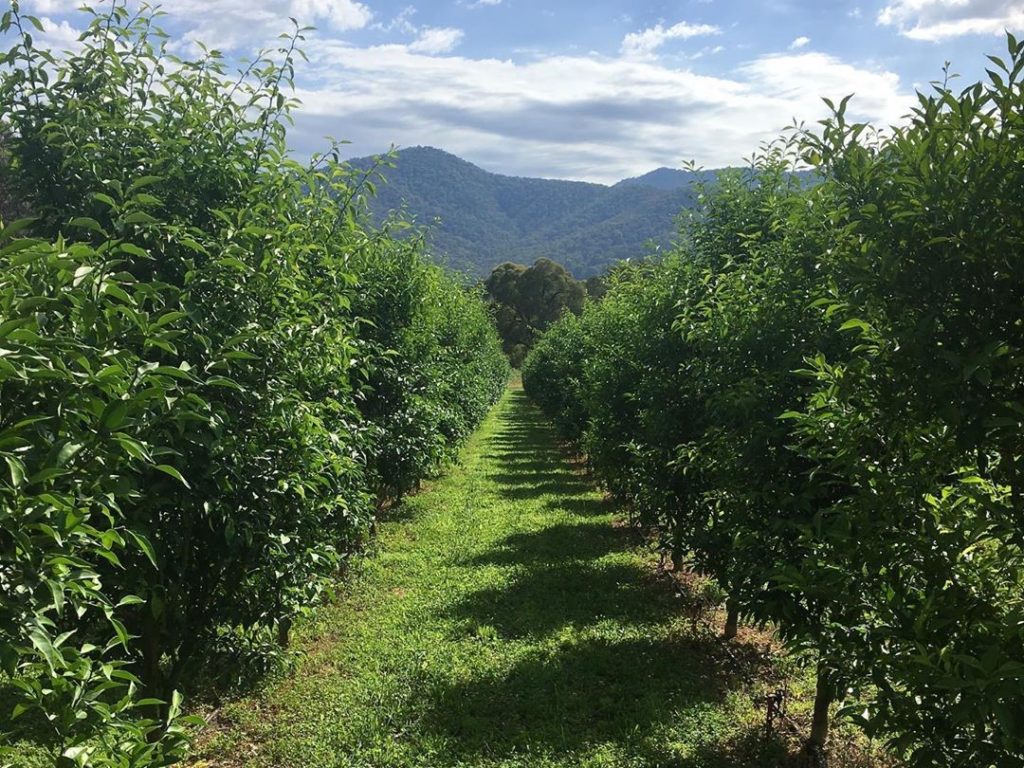 Yuzu fruit trees growing at the Mountain Yuzu farm in north east Victoria