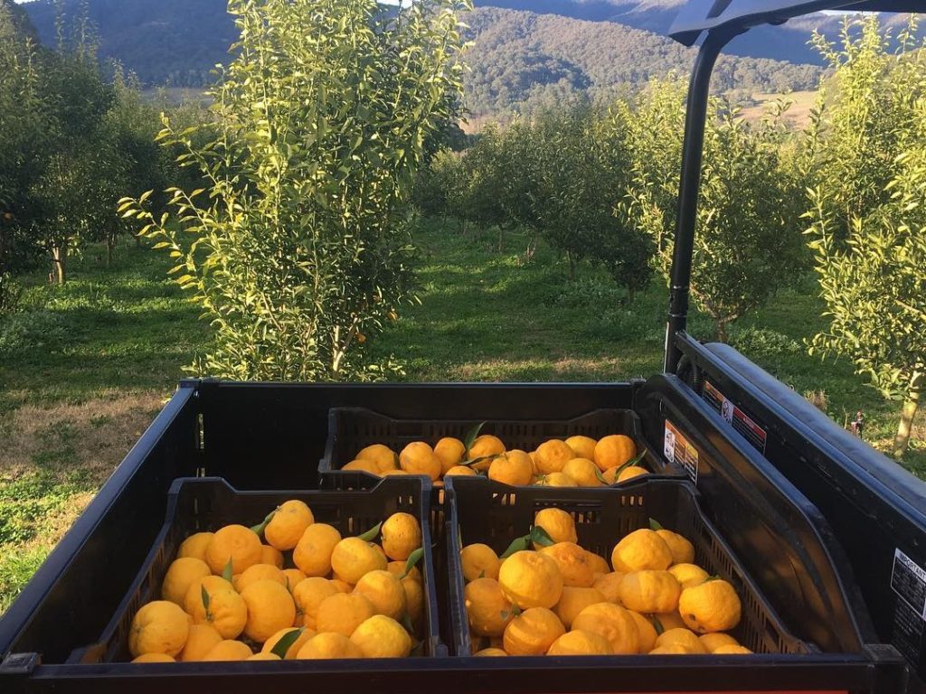 Fresh yuzu fruit collected in black bins from the Mountain Yuzu farm, north east Victoria