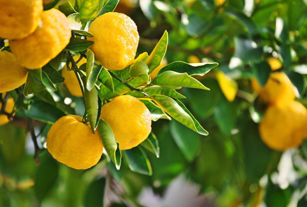 fresh green Yuzu